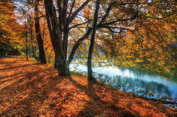 森林沿湖在秋天，HDR图像