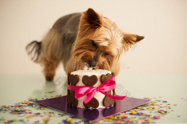 狗在吃一个小生日蛋糕