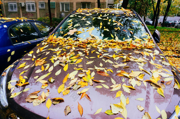 秋天的树叶在汽车上