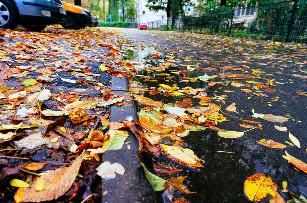 街上的秋叶