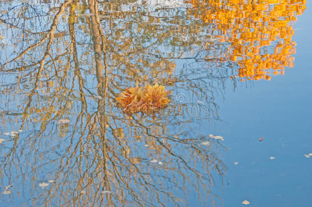 金秋；池塘里的一束叶子