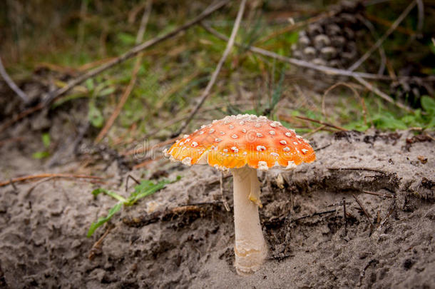 森林里秋天的蘑菇