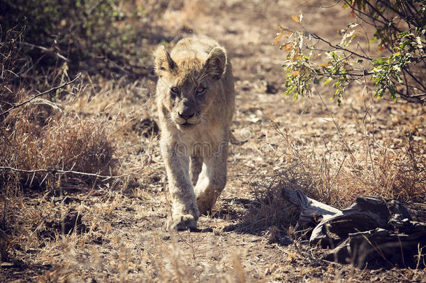 一只狮子幼崽沿着野路行走的艺术转换