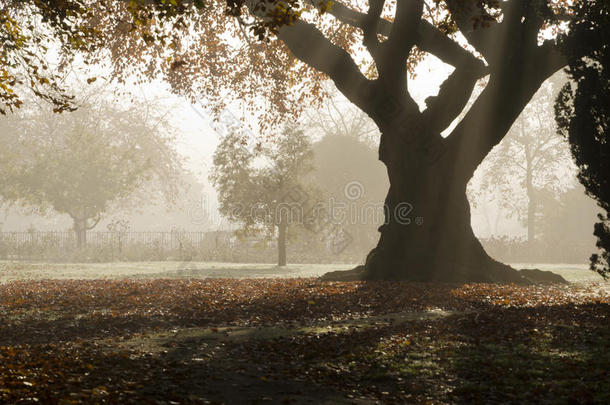 被遗弃的秋天秋天的树皮长凳