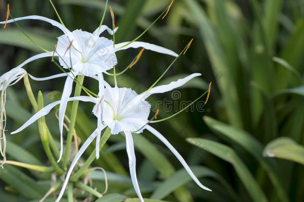 黄花菜，海角百合，毒灯泡，蜘蛛百合。