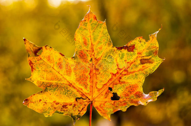 秋叶的抽象<strong>图案</strong>。 宏观观点。 黄色和绿色。 <strong>床单</strong>树的纹理。 自然模式。 柔和的焦点！ 应