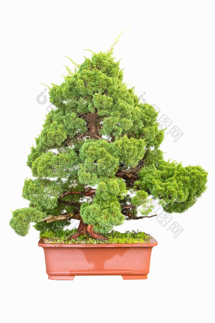 柏树盆景树图片-包图网企业站