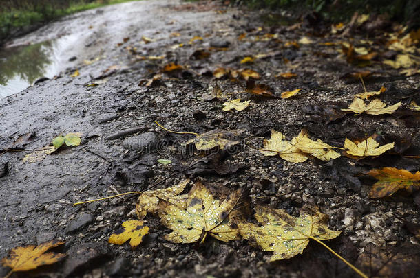 树叶和雨滴