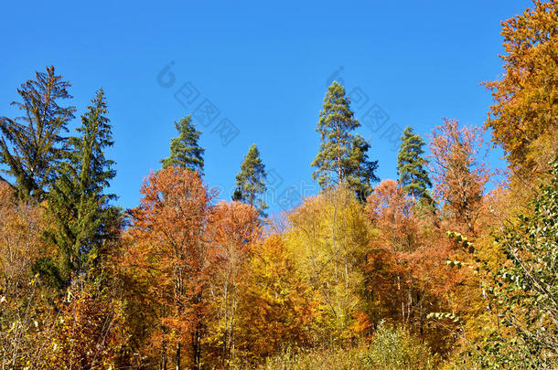 秋天森林中黄色树木的<strong>奇妙</strong>景观（抗压力、放松、和谐、冥想、抗抑郁休息概念）