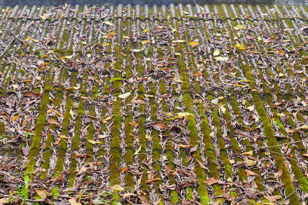 盖满湿度树叶小屋苔藓