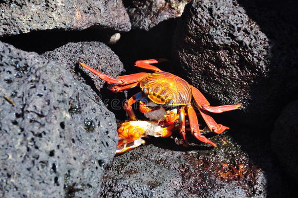 螃蟹在吃螃蟹