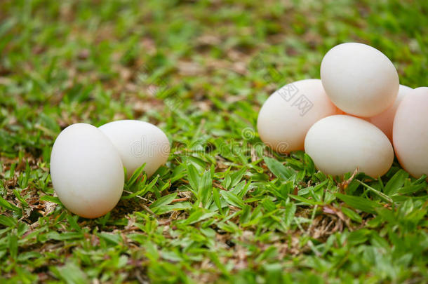草地上的<strong>鸡蛋</strong>，烹饪或原料的新鲜<strong>鸡蛋</strong>，新鲜<strong>鸡蛋</strong>背景
