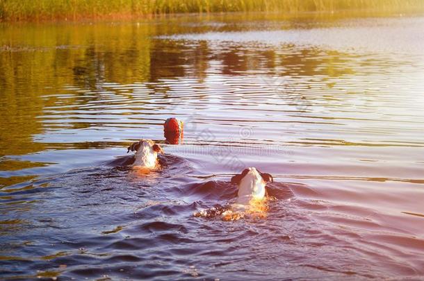 狗在湖里游泳