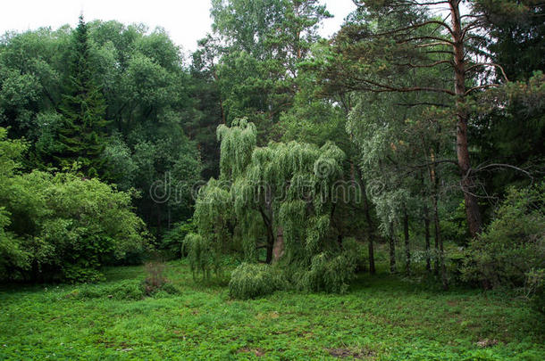 阿卡德姆戈罗多克植物学的花园风景草坪