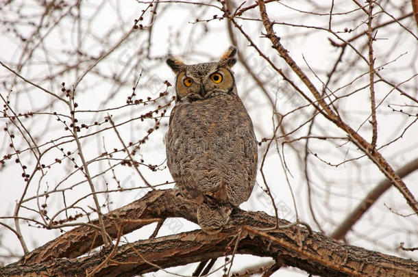 内华达州一棵树上坐着一只大角猫头鹰