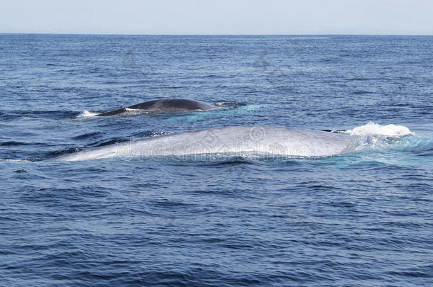 蓝鲸和鳍鲸一起旅行