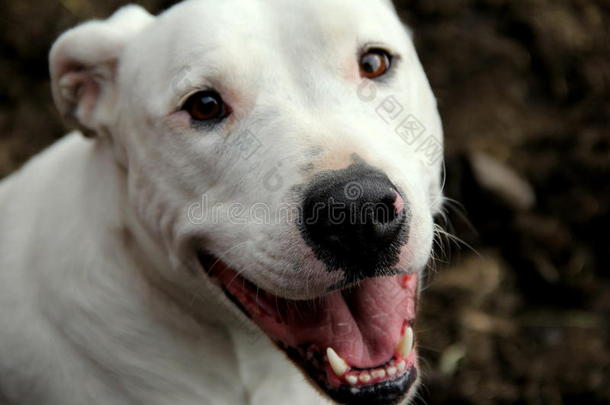 大的繁殖棕色的公牛犬科动物