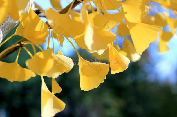 在阳光下飘落银杏树金黄的叶子