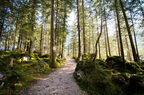 伯<strong>奇特</strong>斯加登国家公园的巴伐利亚森林