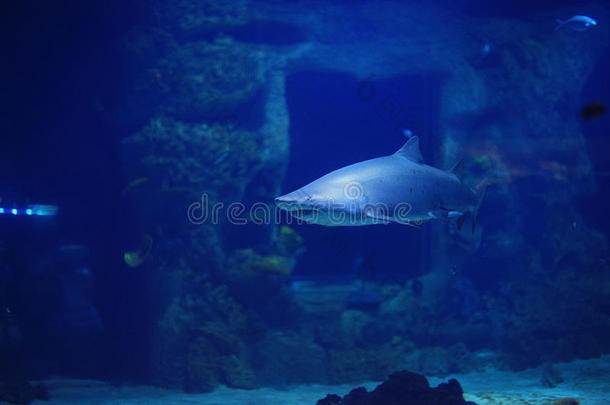 鲍鱼动物海蓝宝石水族馆水生的