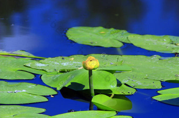 开花沼泽<strong>植物</strong>学的灌木<strong>藤条</strong>