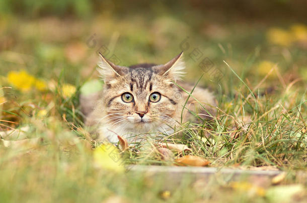 可爱小猫的秋天肖像