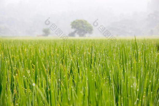 水稻成熟收获