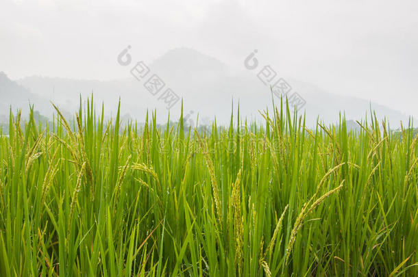 水稻成熟收获