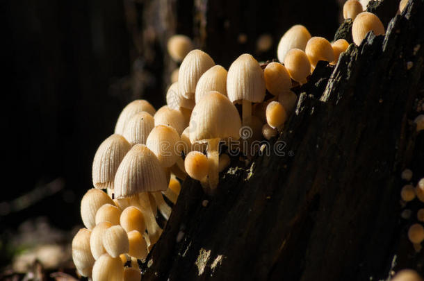 一<strong>簇簇</strong>蘑菇。