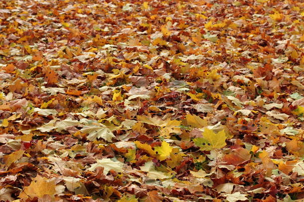 秋天背景丰富多彩的树叶金色的