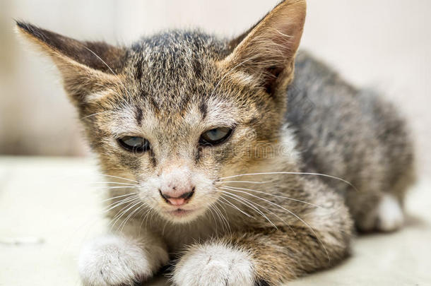 猫走廊可爱的日光猫科动物