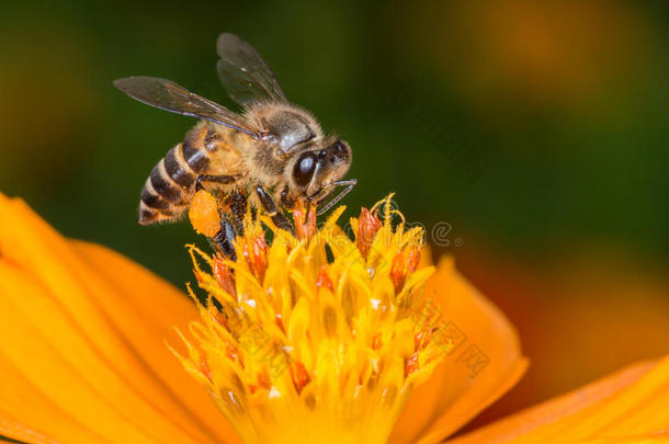 蜜蜂吮吸黄色宇宙的糖浆