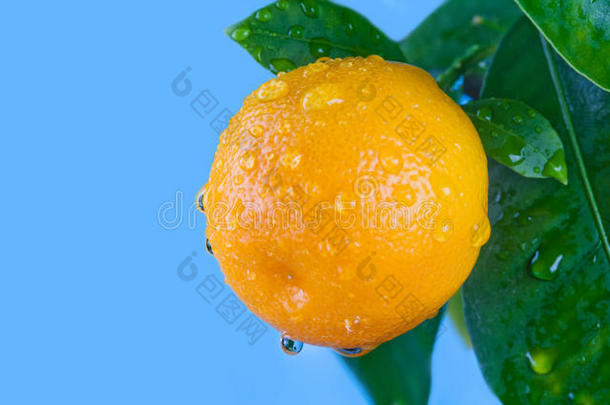 柑橘，橘子，柑橘类水果有叶子