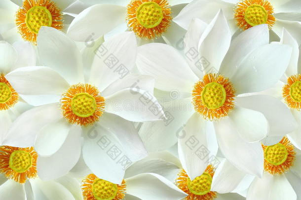 清新美丽的白花莲花背景。