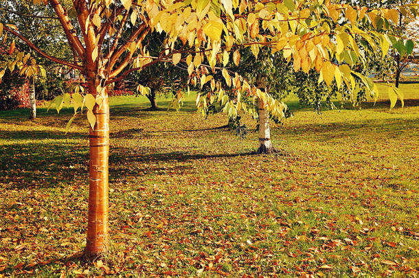 秋天的黄鸟樱桃树，树皮金黄，叶子黄