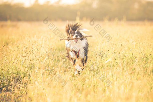 美丽的边境牧羊犬在<strong>草地上奔跑</strong>