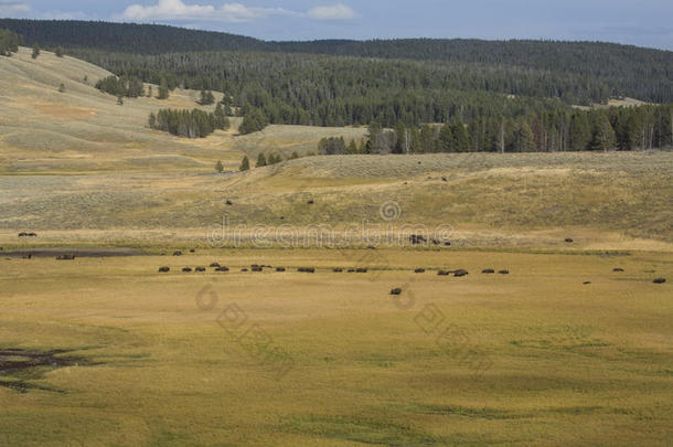 野牛群漫游海登山谷在黄石国家公园，W