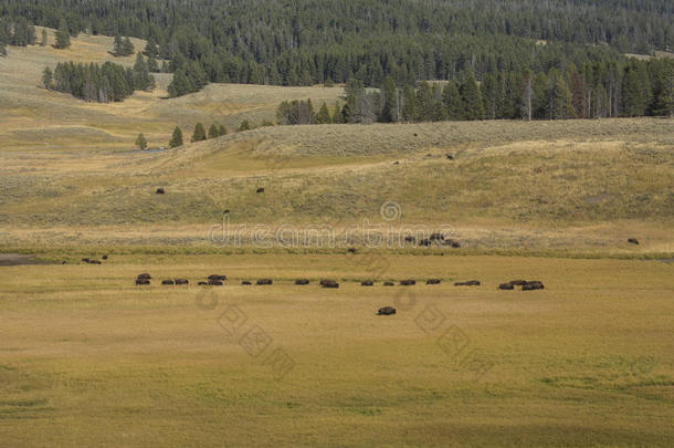野牛群漫游海登山谷在黄石国家公园，W