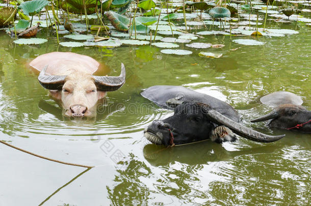 睡莲池塘里的水牛