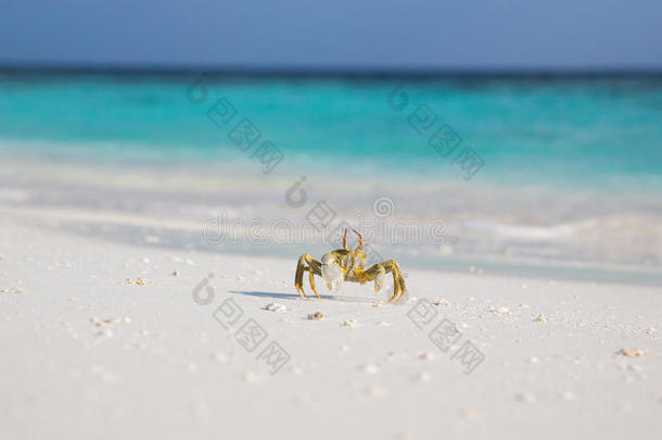 沙滩上的<strong>小螃蟹</strong>