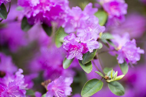 美丽的开花花绿色头