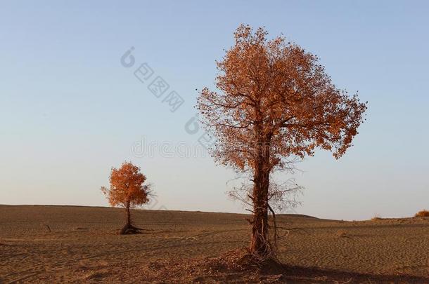 秋天秋天的瓷器<strong>沙漠</strong>金色的