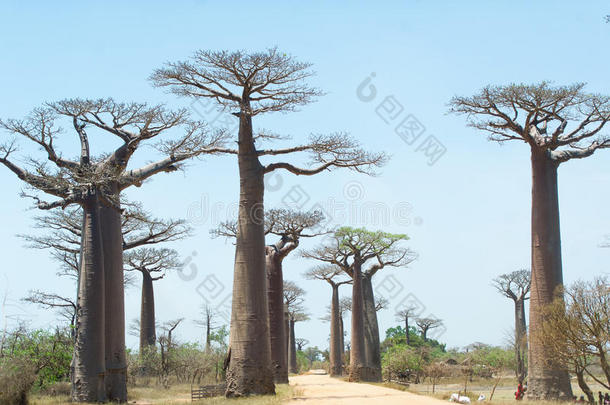 猴面包树小巷-马达加斯加