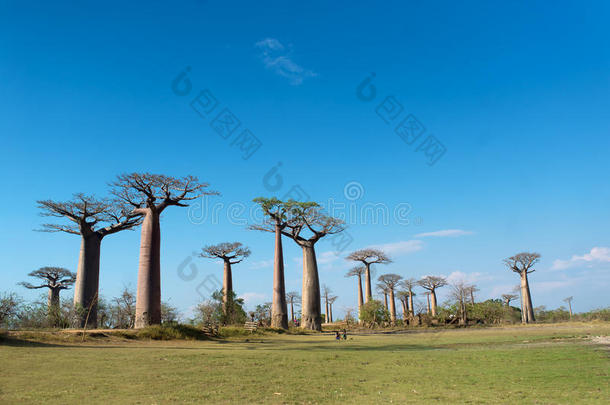 猴面包树小巷-马达加斯加
