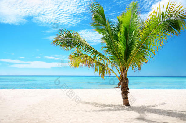 异国情调的海滩和椰子棕榈树索纳岛，多米尼加共和国