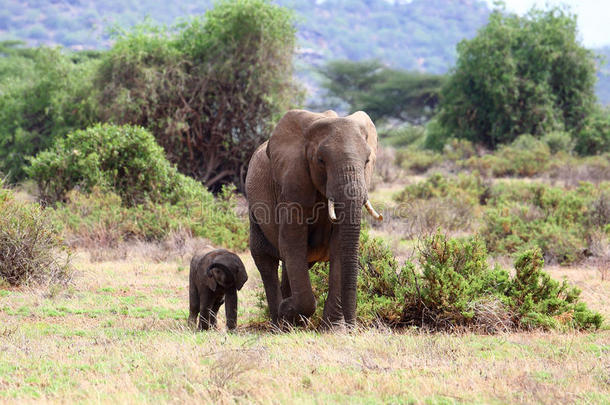 大象和IST儿童在非洲