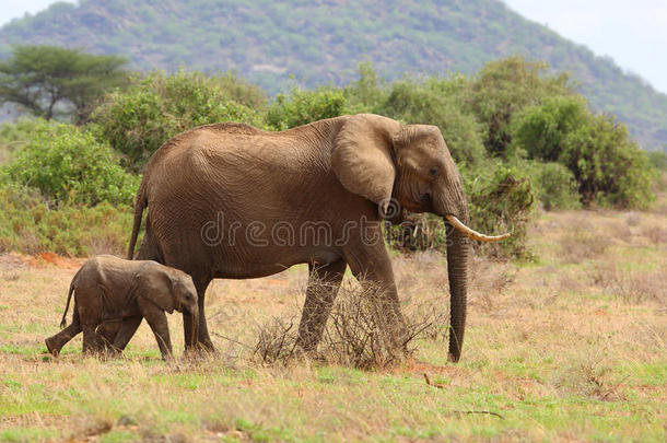 大象和它的孩子在非洲