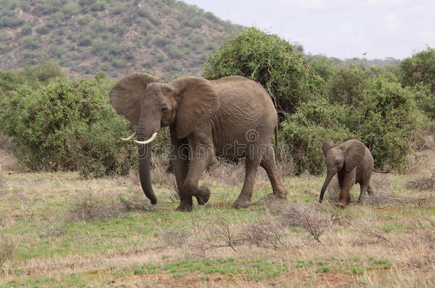 大象和它的孩子在非洲