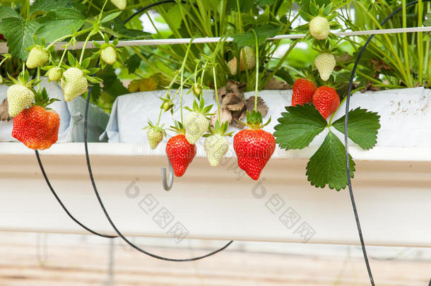 在温室里培养草莓和草莓