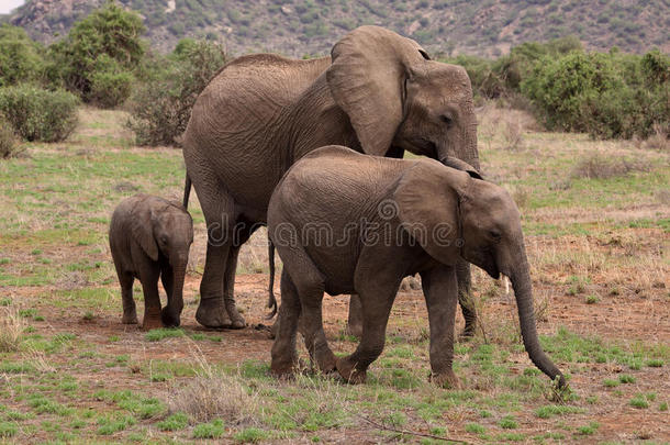 非洲的大象家族